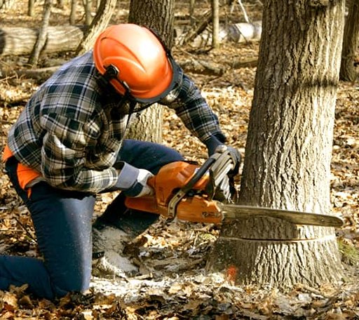 Tree Removal in Amma, WV